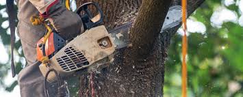 Lawn Watering Services in Temple, PA