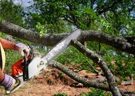Seasonal Cleanup (Spring/Fall) in Temple, PA