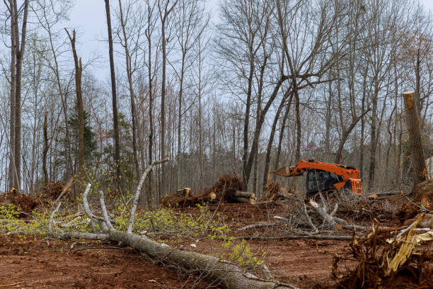 Temple, PA Tree Care Company