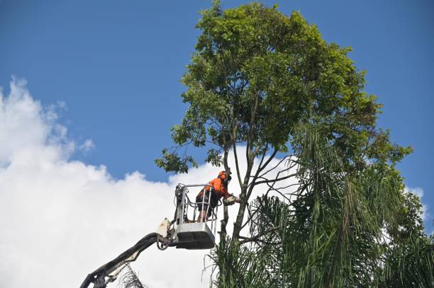 Best Tree Trimming and Pruning  in Temple, PA