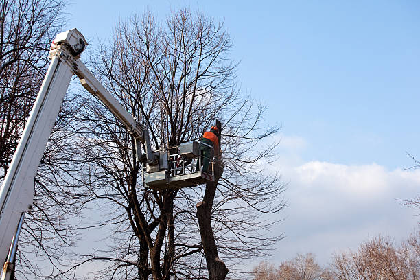 How Our Tree Care Process Works  in  Temple, PA